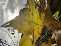 IMG_0151.jpg