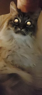 big hairy friend 2.jpg