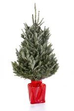 kerstboom-abies-fraseri-in-pot-100-125cm-1024x1536-6744732d3a38d_l.webp