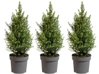 mini-kerstboom-picea-glauca-conica-800x600-674ec6ef94b18_s.webp