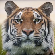 Tiger58