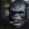 Koba