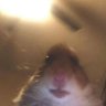 Bijtjeslover